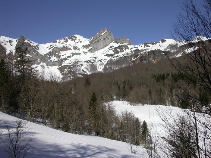 Gentiane003