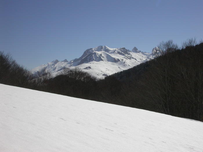 Gentiane008