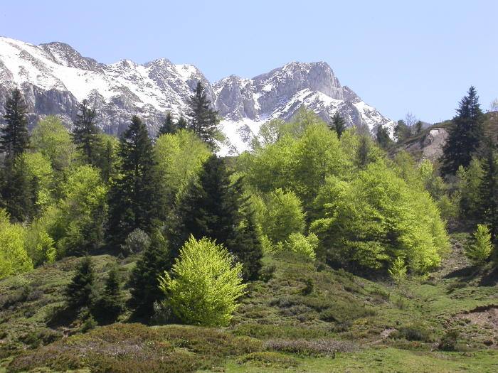 Laraille046